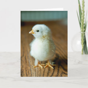 Cartão Cutest Baby Animals Baby Chick