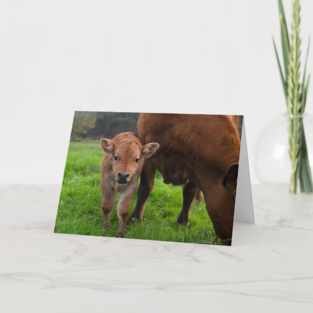 Cartão Cutest Baby Animals | Cow & Calf (Frente)