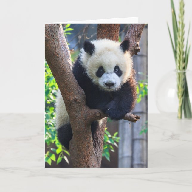 Cartão Cutest Baby Animals | Giant Panda Cub (Frente)