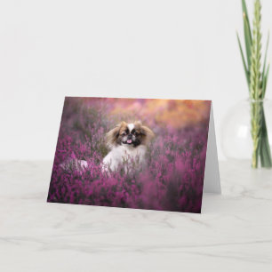 Cartão Cutest Baby Animals   Pekingese Puppy