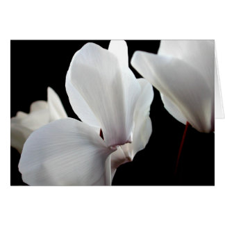 Cartão Cyclamen branco