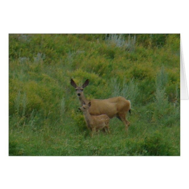 Cartão D5 Mule Deer Doe and Fawn (Frente Horizontal)