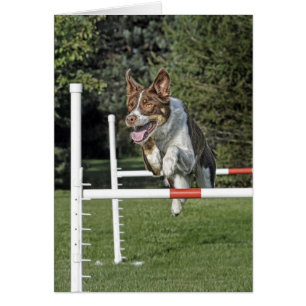 Cartão da agilidade de border collie
