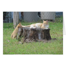 Cartão da apreciação da mamã e do gatinho