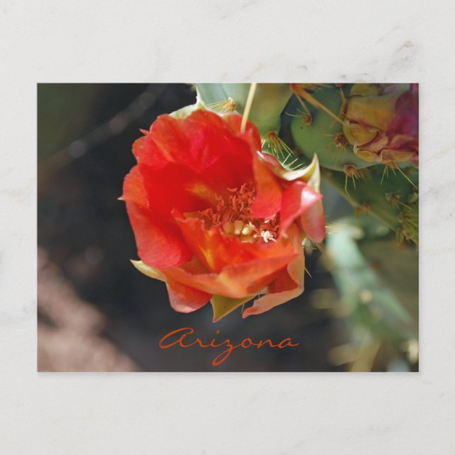 Cartão da arizona (Frente)