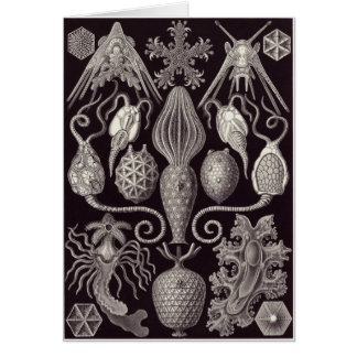 Cartão da arte de Ernst Haeckel: Amphoridea