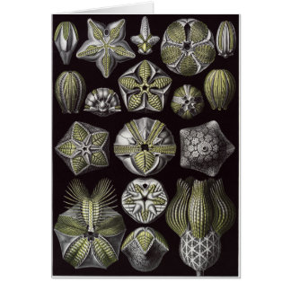 Cartão da arte de Ernst Haeckel: Blastoidea