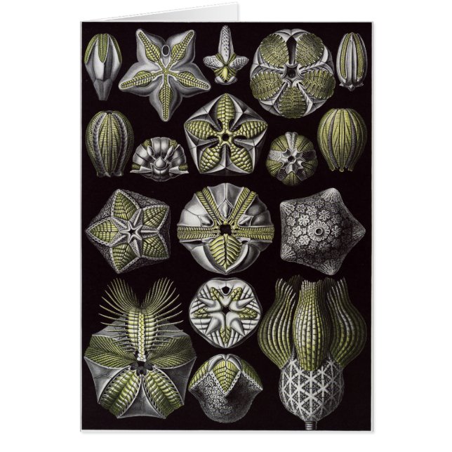 Cartão da arte de Ernst Haeckel: Blastoidea (Frente)