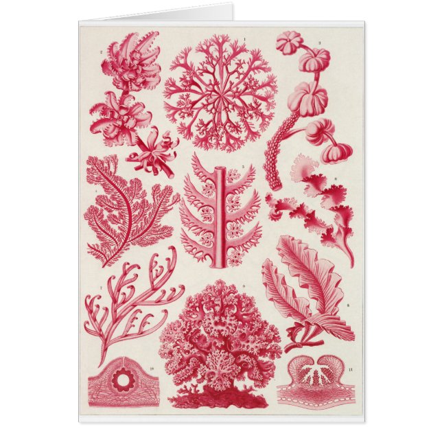 Cartão da arte de Ernst Haeckel: Florideae (Frente)