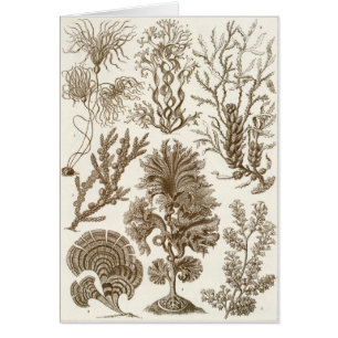 Cartão da arte de Ernst Haeckel: Fucoideae