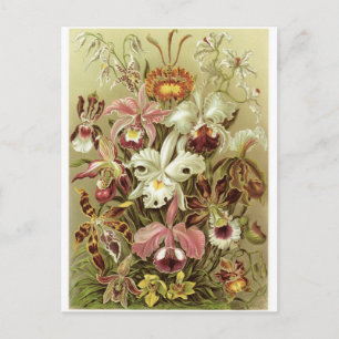 Cartão da arte de Ernst Haeckel: Orchidae