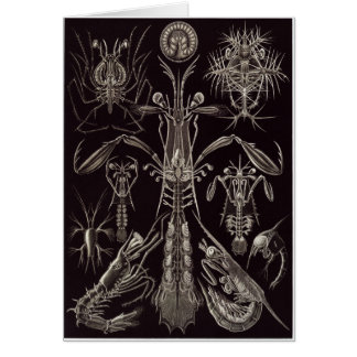 Cartão da arte de Ernst Haeckel: Thoracostraca
