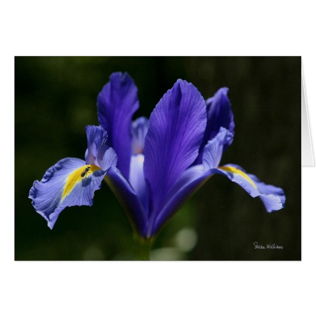 Cartão da arte de Frameable (Frente Horizontal)