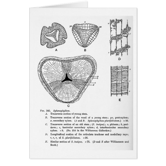 Cartão da arte de Sphenophyllum (Frente)
