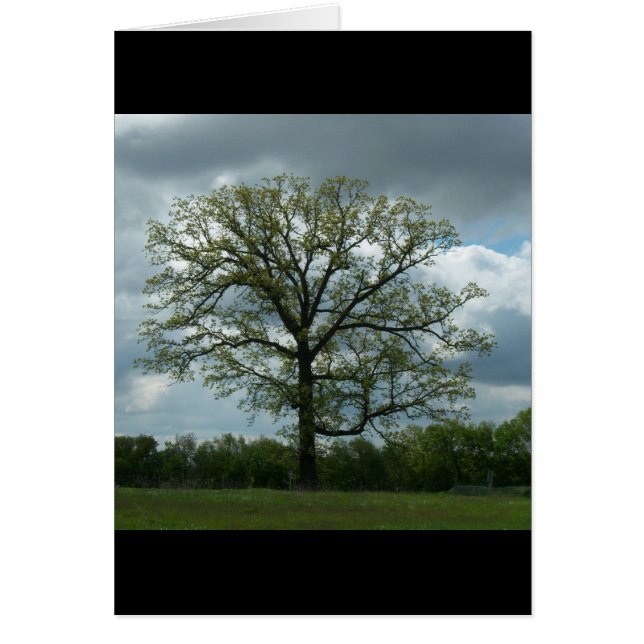 Cartão da árvore do primavera (Frente)