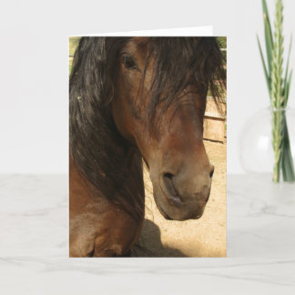 Cartão da beleza do cavalo de Morgan