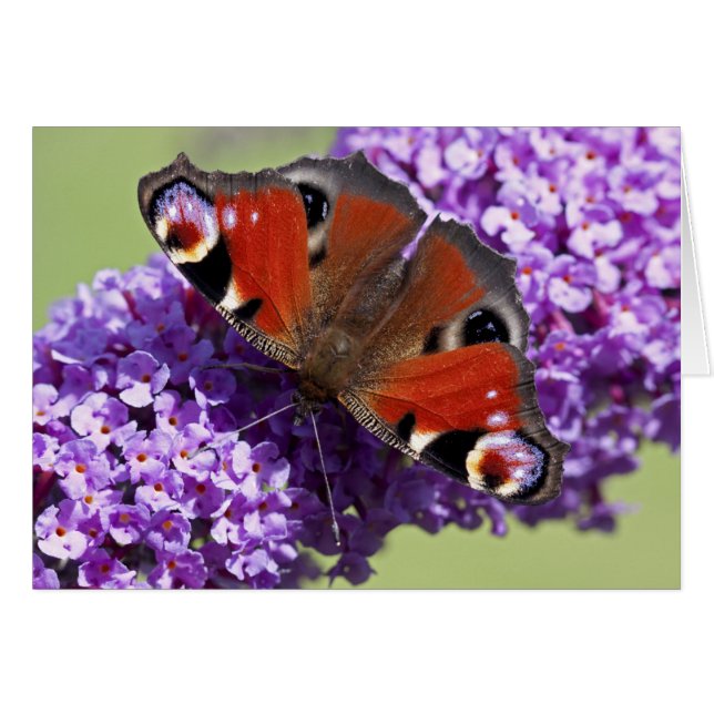 Cartão da borboleta de pavão (Frente Horizontal)