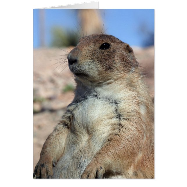 Cartão Da "cartão do companheiro pradaria".  (Frente)