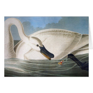 Cartão da cisne de Audubon