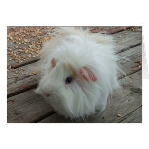 Cartão da cobaia