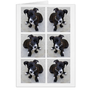 Cartão da colagem do filhote de cachorro do Loki