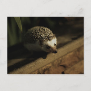 Cartão da curiosidade