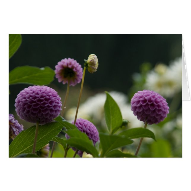 Cartão da dália (Frente Horizontal)