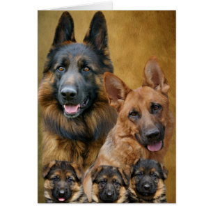 Cartão da família do german shepherd