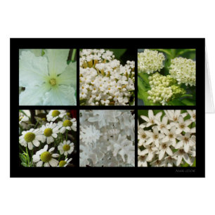 Cartão da flor branca