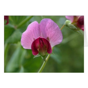 Cartão da flor da ervilha instantânea de açúca