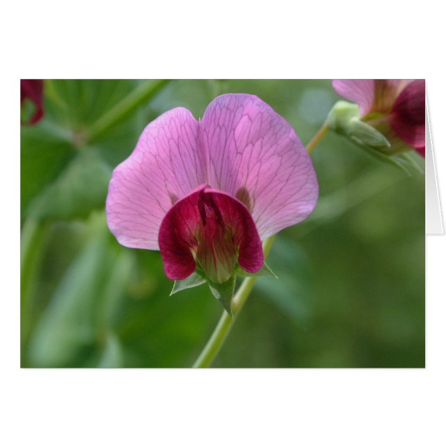 Cartão da flor da ervilha instantânea de açúcar (Frente Horizontal)
