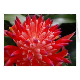 Cartão da flor de Bromeliad