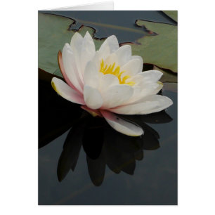 Cartão da flor de Waterlily