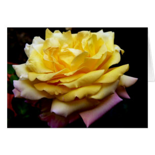 Cartão da flor do rosa amarelo