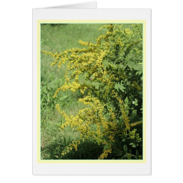 Cartão da flor selvagem (Frente)