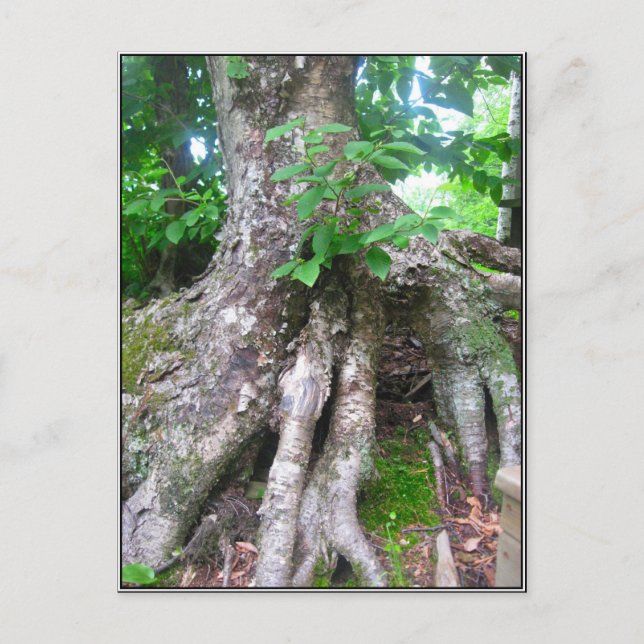 Cartão da floresta (Frente)