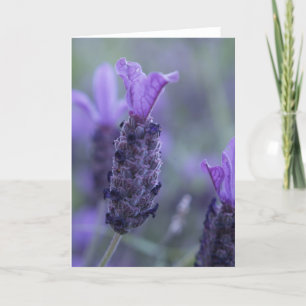 Cartão da foto da flor da lavanda