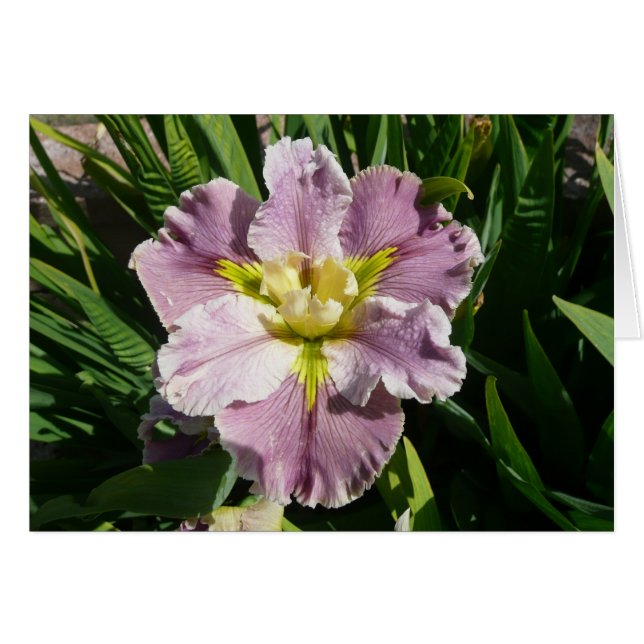 CARTÃO da ÍRIS - LATECOMER de DUREL - cartão vazio (Frente horizontal)