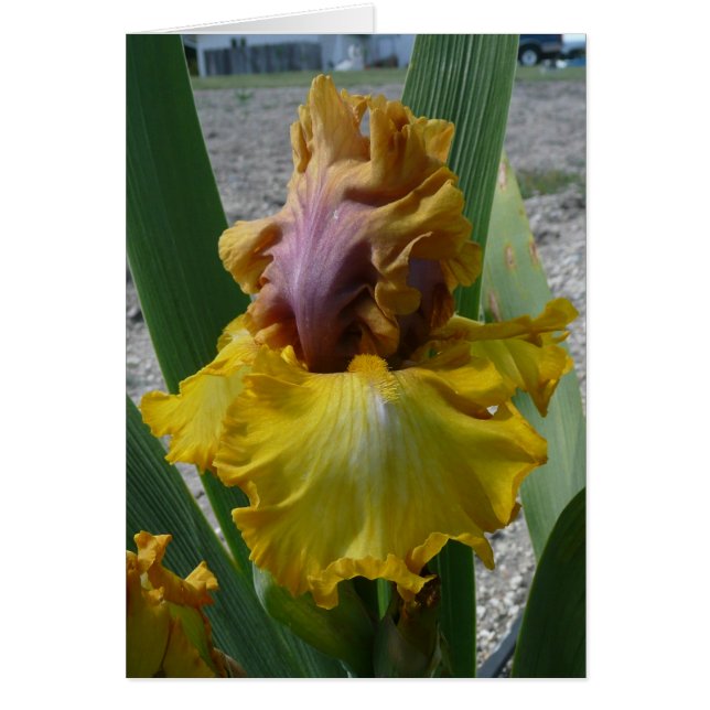 CARTÃO da ÍRIS - NOUVEAU RICHE - cartão vazio (Frente)