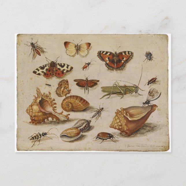 Cartão da natureza do vintage (Frente)