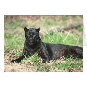 Cartão da pantera preta