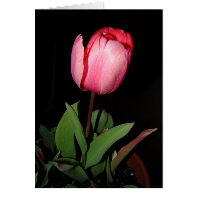 Cartão da tulipa (Frente)