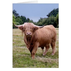 Cartão da vaca das montanhas