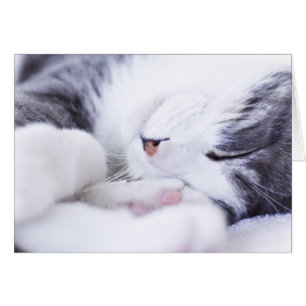 Cartão da vida de um gato vazio