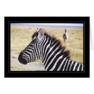 Cartão Da zebra fim acima