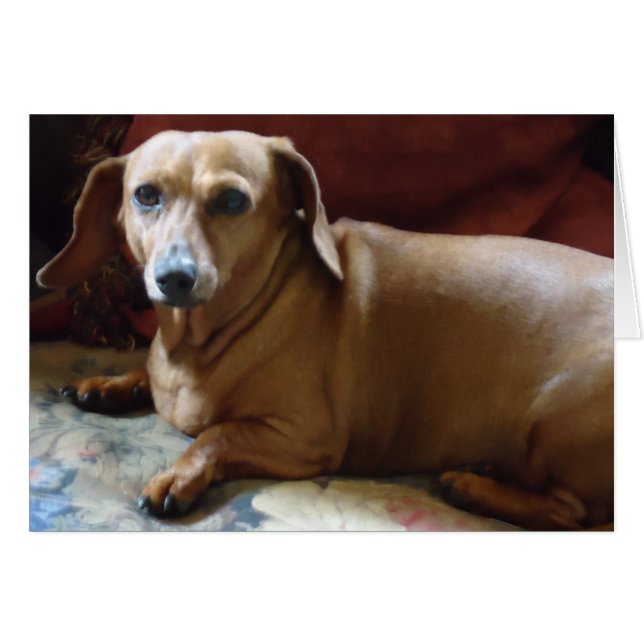 Cartão Dachshund (Frente Horizontal)