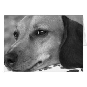 Cartão Dachshund