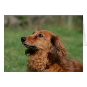 Cartão Dachshund diminuto de cabelos compridos 2