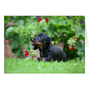 Cartão Dachshund diminuto Liso-de cabelo 1