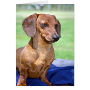 Cartão Dachshund liso diminuto